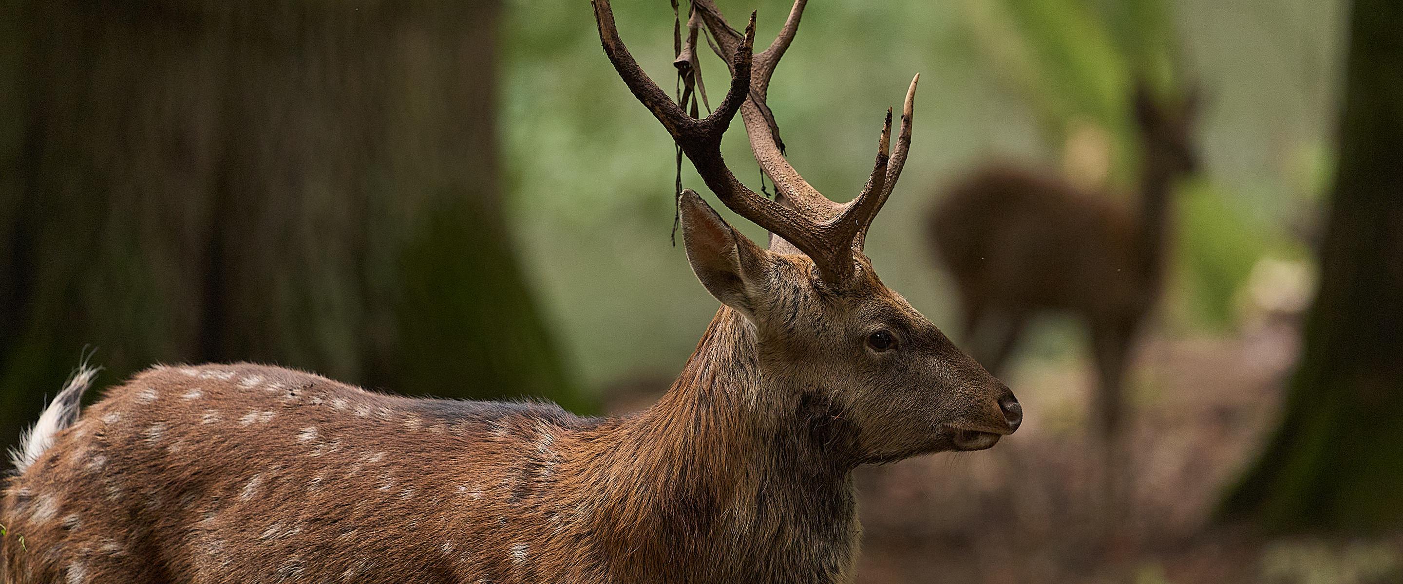 Sony Wildlife Special